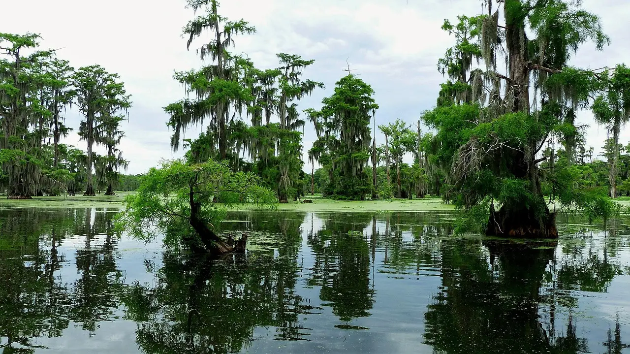 Architecture Between Land and Water: Design Lessons from the Bayou